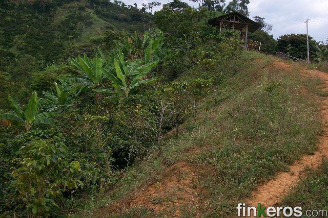 EJE CAFETERO SE VENDE FINCA VEREDA LA VENADA ALTA - Finca en Caicedonia, Valle del Cauca